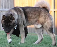 Black Colar , a male Akita for sale in Midlothian, TX – 5 of 9