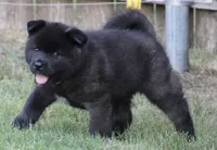 Black Colar , a male Akita for sale in Midlothian, TX – 4 of 9