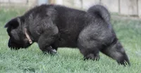 Orange Colar, a male Akita for sale in Midlothian, TX – 2 of 10