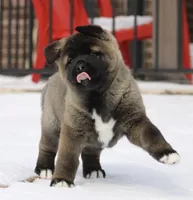 processed/1778e03d-f048-4f2e-b678-24507c005276/listing/61bf27d1-ff2f-491e-922f-7f06fd15a9b8/412cc864-35c1-49db-9479-3d8436f03aca