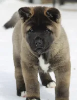 processed/1778e03d-f048-4f2e-b678-24507c005276/listing/61bf27d1-ff2f-491e-922f-7f06fd15a9b8/d2bda194-35c0-4ce3-98f4-513593f59ce9