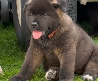 Orange Colar, a male Akita for sale in Midlothian, TX – 10 of 10