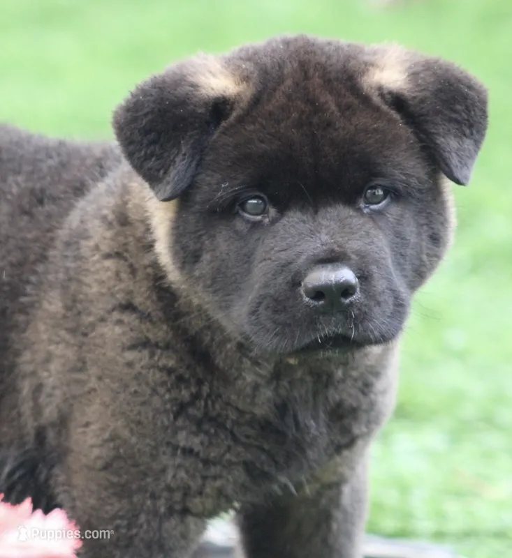 Orange Colar – Akita puppy for sale in Midlothian, TX
