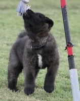 Black Colar , a male Akita for sale in Midlothian, TX – 2 of 9