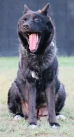 Black Colar , a male Akita for sale in Midlothian, TX – 6 of 9