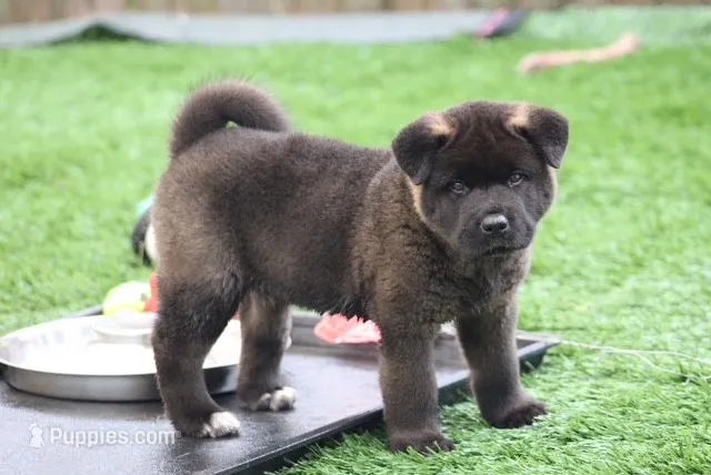 Orange Colar – Akita puppy for sale in Midlothian, TX