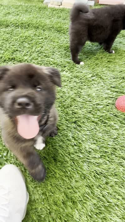 Black Colar , a male Akita for sale in Midlothian, TX – 9 of 9