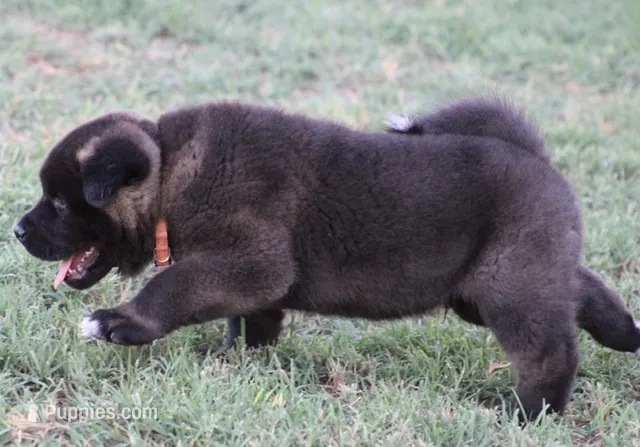Orange Colar – Akita puppy for sale in Midlothian, TX