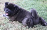 Orange Colar, a male Akita for sale in Midlothian, TX – 7 of 10