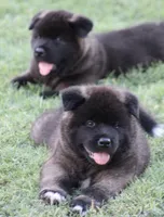 Orange Colar, a male Akita for sale in Midlothian, TX – 6 of 10