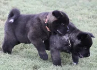 Orange Colar, a male Akita for sale in Midlothian, TX – 4 of 10