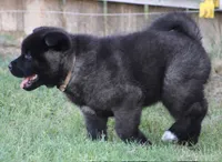 Orange Colar, a male Akita for sale in Midlothian, TX – 3 of 10