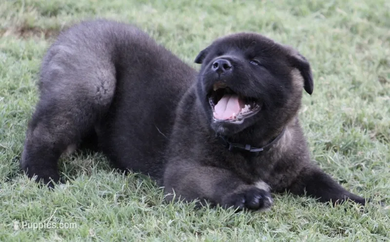 Black Colar  – Akita puppy for sale in Midlothian, TX