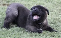 Black Colar , a male Akita for sale in Midlothian, TX – 1 of 9
