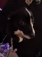 processed/1779ce5e-9588-40e9-bafd-4ee89a9b4e6c/listing/67ad26df-d4fe-4ae6-baa2-10b2c4a2cd95/018677d8-e747-4224-835b-e227a4b4260e