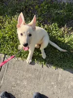 Nala, a female German Shepherd Dog for sale in Orlando, FL – 4 of 9