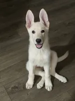 Nala, a female German Shepherd Dog for sale in Orlando, FL – 1 of 9