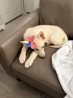 Nala, a female German Shepherd Dog for sale in Orlando, FL – 3 of 9