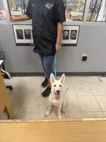Nala, a female German Shepherd Dog for sale in Orlando, FL – 7 of 9