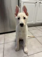 Nala, a female German Shepherd Dog for sale in Orlando, FL – 2 of 9