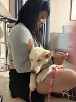 Nala, a female German Shepherd Dog for sale in Orlando, FL – 9 of 9