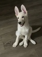 Nala, a female German Shepherd Dog for sale in Orlando, FL – 8 of 9