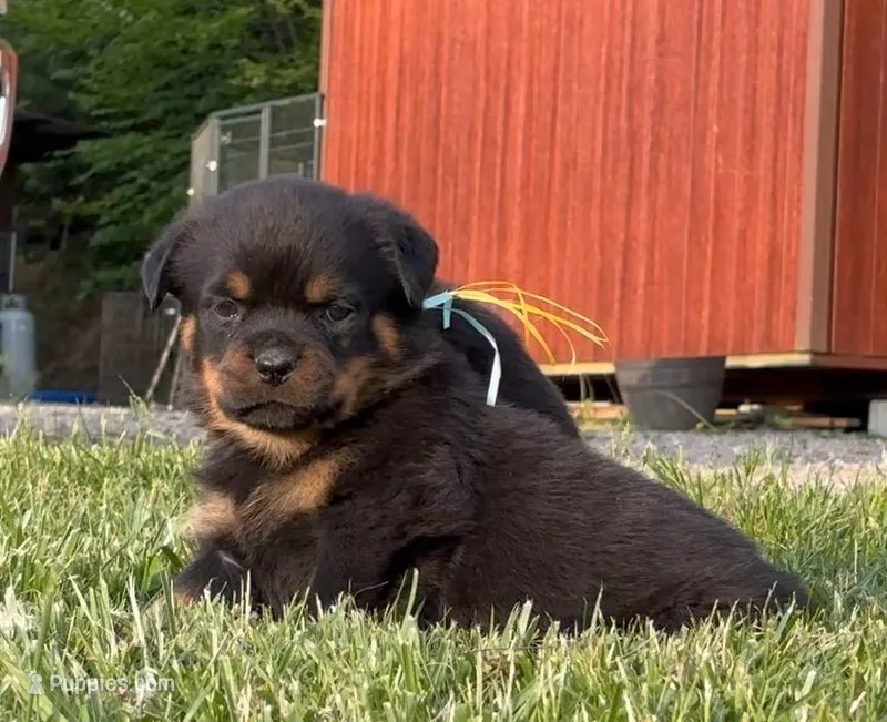 Baby blue – Rottweiler puppy for sale in Laurel Bloomery, TN