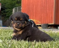Baby blue, a female Rottweiler for sale in Laurel Bloomery, TN – 1 of 5