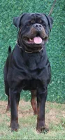 Baby blue, a female Rottweiler for sale in Laurel Bloomery, TN – 4 of 5