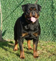 Baby blue, a female Rottweiler for sale in Laurel Bloomery, TN – 5 of 5