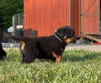 Baby blue, a female Rottweiler for sale in Laurel Bloomery, TN – 2 of 5