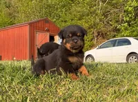 Baby blue, a female Rottweiler for sale in Laurel Bloomery, TN – 3 of 5