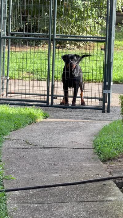 Roxy, a female Rottweiler for sale in Lithonia, GA – 5 of 6