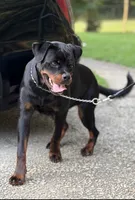 Roxy, a female Rottweiler for sale in Lithonia, GA – 2 of 6