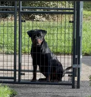 Roxy, a female Rottweiler for sale in Lithonia, GA – 3 of 6