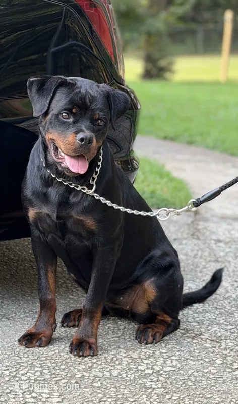 Roxy – Rottweiler puppy for sale in Lithonia, GA