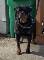 Roxy, a female Rottweiler for sale in Lithonia, GA – 6 of 6