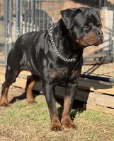 Roxy, a female Rottweiler for sale in Lithonia, GA – 4 of 6