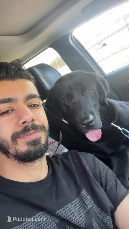 Diesel  – Labrador Retriever puppy for sale in Garden City, MI