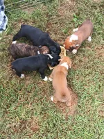 Female , a female Boxer for sale in Rocky Mount, MO – 5 of 7