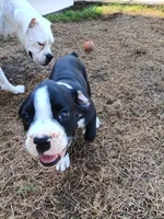 Female , a female Boxer for sale in Rocky Mount, MO – 4 of 7