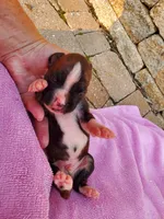 Boy 2, a male Boxer for sale in Rocky Mount, MO – 2 of 5