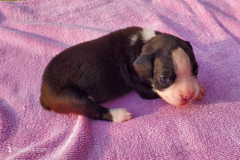 Boy 1 – Boxer puppy for sale in Rocky Mount, MO