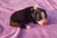 Boy 1, a male Boxer for sale in Rocky Mount, MO – 1 of 5