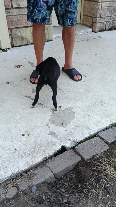 Female , a female Boxer for sale in Rocky Mount, MO – 7 of 7