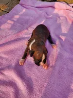 Boy 2, a male Boxer for sale in Rocky Mount, MO – 3 of 5