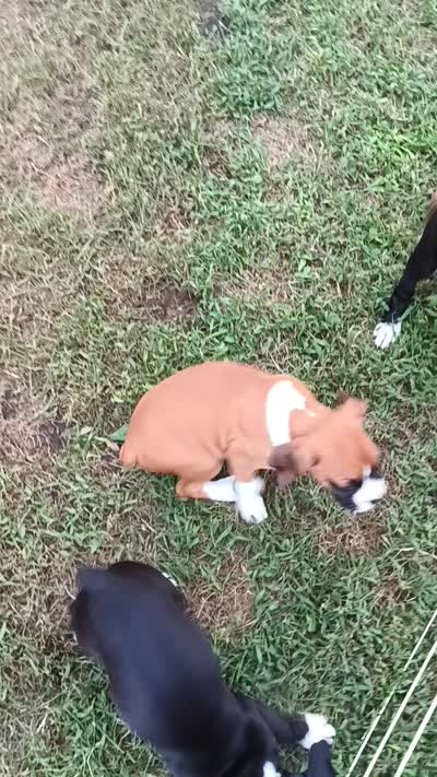Female , a female Boxer for sale in Rocky Mount, MO – 6 of 7