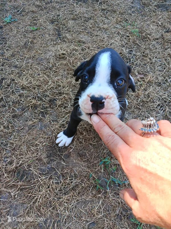 Female  – Boxer puppy for sale in Rocky Mount, MO