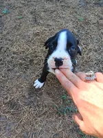 Female , a female Boxer for sale in Rocky Mount, MO – 1 of 7