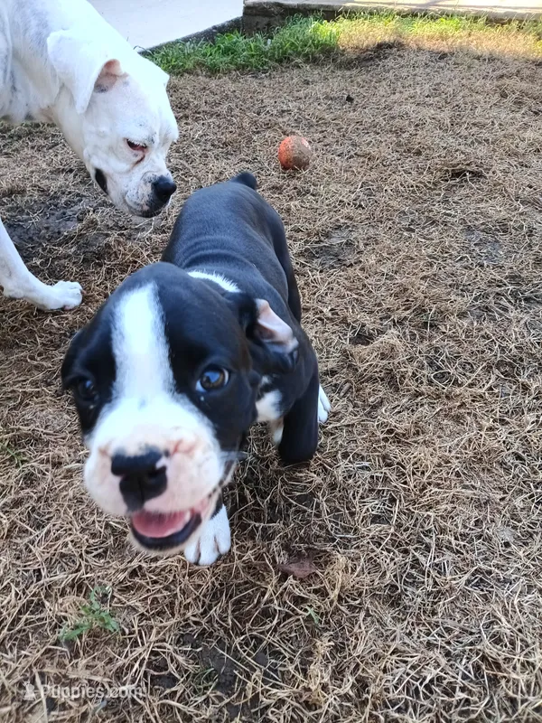 Boy 1 – Boxer puppy for sale in Rocky Mount, MO